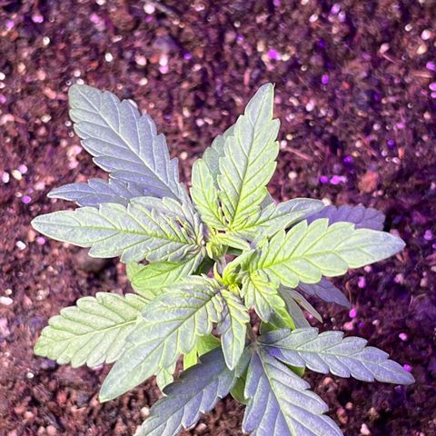 MOBY-D XXL AUTO #2 growlog timeline photo