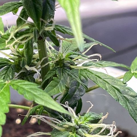 MOBY-D XXL AUTO #1 growlog timeline photo