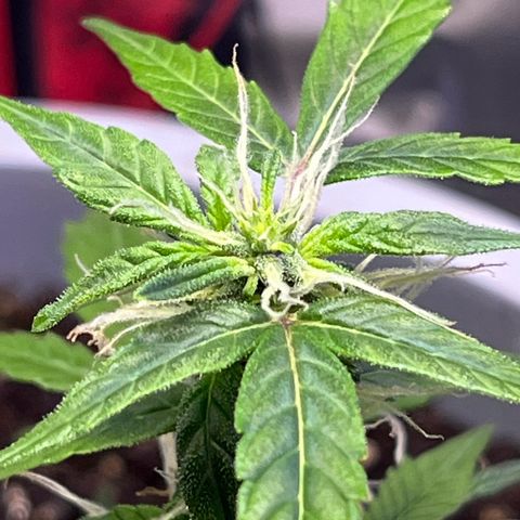 MOBY-D XXL AUTO #1 growlog timeline photo