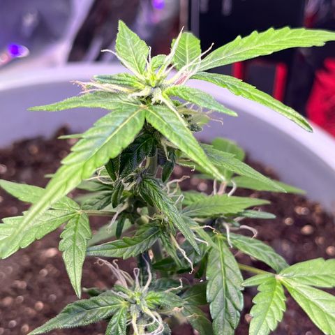 MOBY-D XXL AUTO #1 growlog timeline photo