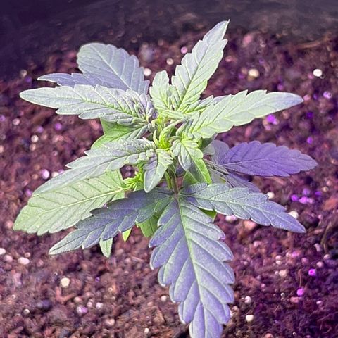 MOBY-D XXL AUTO #2 growlog timeline photo