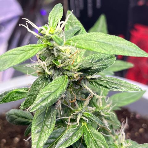 MOBY-D XXL AUTO #1 growlog timeline photo