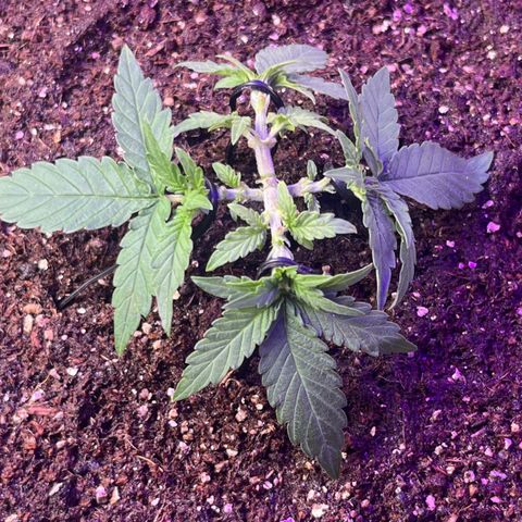 MOBY-D XXL AUTO #2 growlog timeline photo