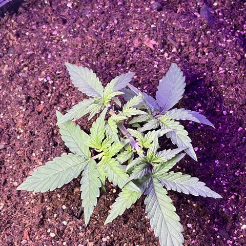 MOBY-D XXL AUTO #2 growlog timeline photo