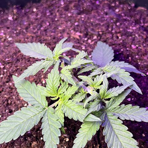 MOBY-D XXL AUTO #2 growlog timeline photo