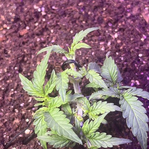 MOBY-D XXL AUTO #2 growlog timeline photo