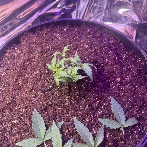 MOBY-D XXL AUTO #2 growlog timeline photo