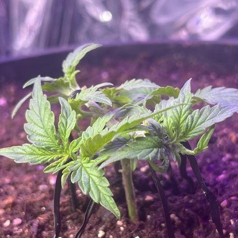 MOBY-D XXL AUTO #2 growlog timeline photo