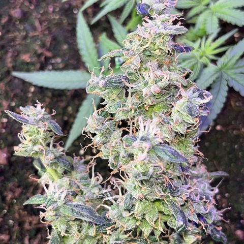 MOBY-D XXL AUTO #1 growlog timeline photo