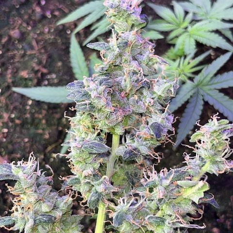 MOBY-D XXL AUTO #1 growlog timeline photo