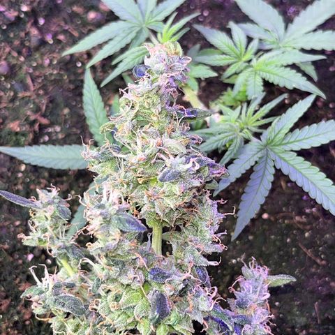 MOBY-D XXL AUTO #1 growlog timeline photo