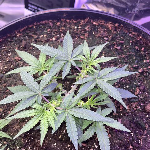 MOBY-D XXL AUTO #2 growlog timeline photo
