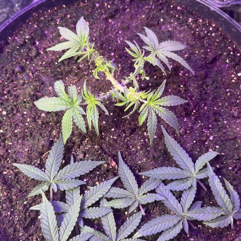 MOBY-D XXL AUTO #2 growlog timeline photo
