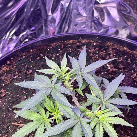 MOBY-D XXL AUTO #2 growlog timeline photo