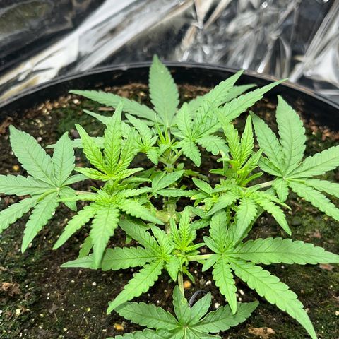 MOBY-D XXL AUTO #2 growlog timeline photo