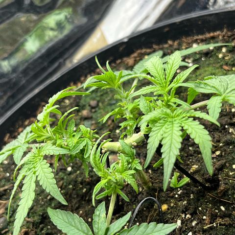 MOBY-D XXL AUTO #2 growlog timeline photo