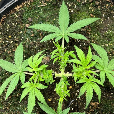 MOBY-D XXL AUTO #2 growlog timeline photo