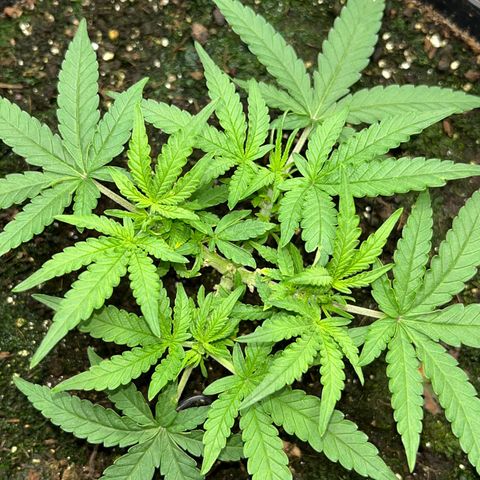 MOBY-D XXL AUTO #2 growlog timeline photo