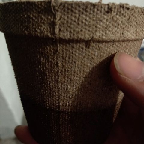 Papayin growlog timeline photo