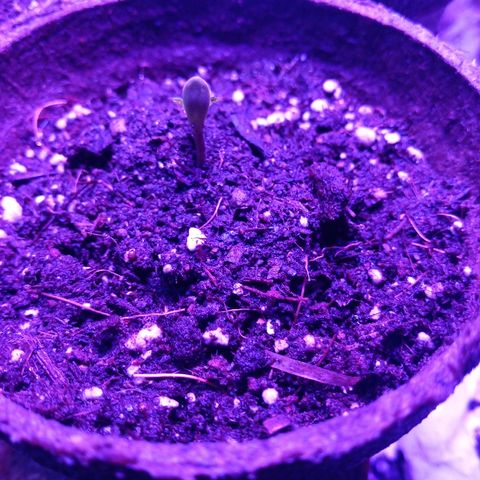 Papayin growlog timeline photo