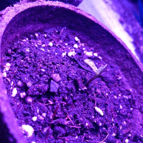 Papayin growlog timeline photo