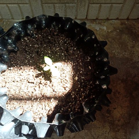 Papayin growlog timeline photo