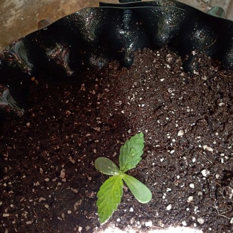 Papayin growlog timeline photo