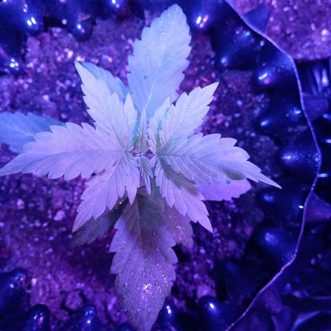 Papayin growlog timeline photo