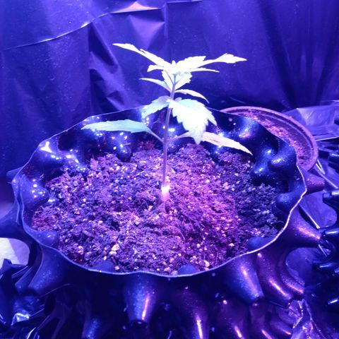 Papayin growlog timeline photo