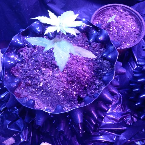 Papayin growlog timeline photo