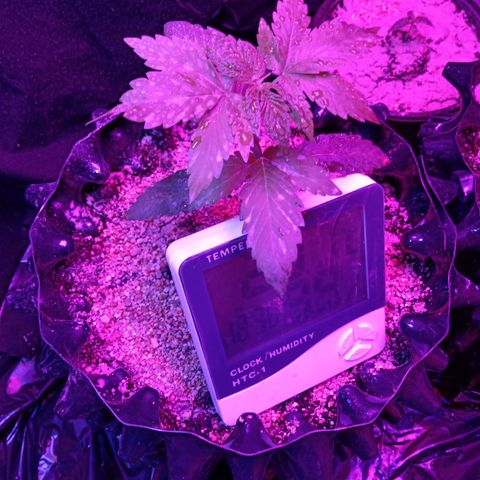 Papayin growlog timeline photo