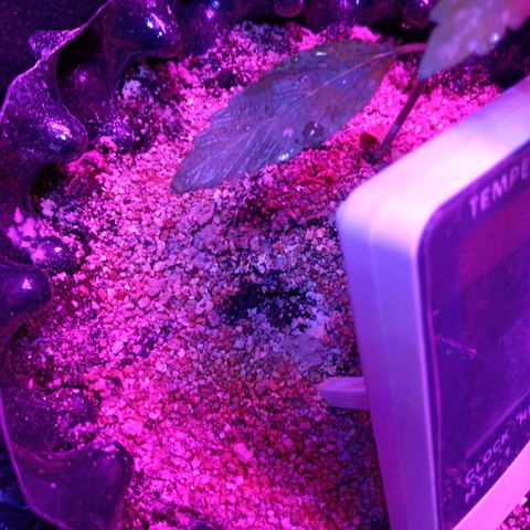 Papayin growlog timeline photo