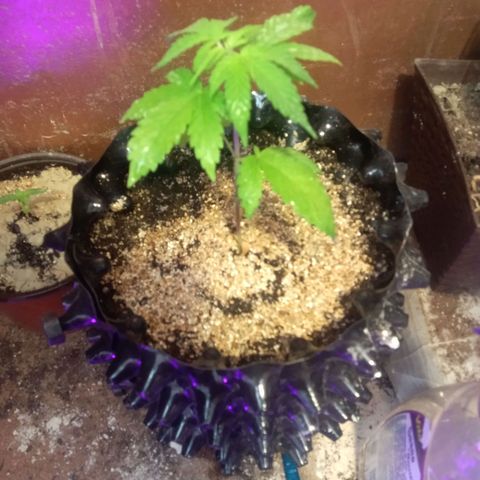 Papayin growlog timeline photo