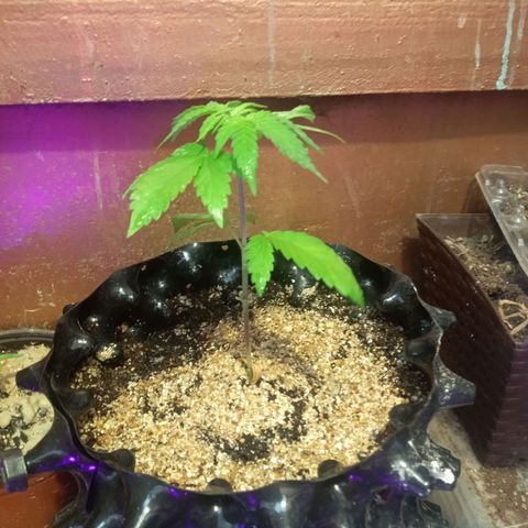 Papayin growlog timeline photo