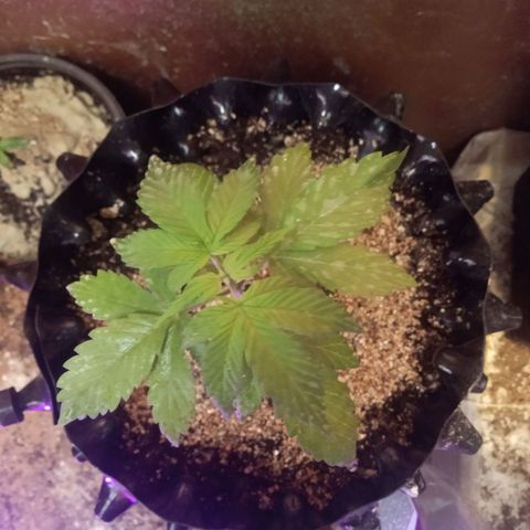 Papayin growlog timeline photo