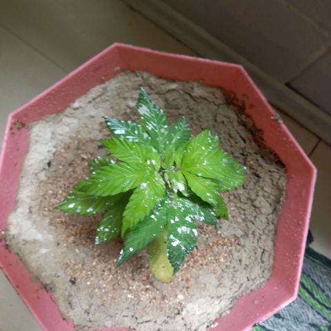 Papayin growlog timeline photo