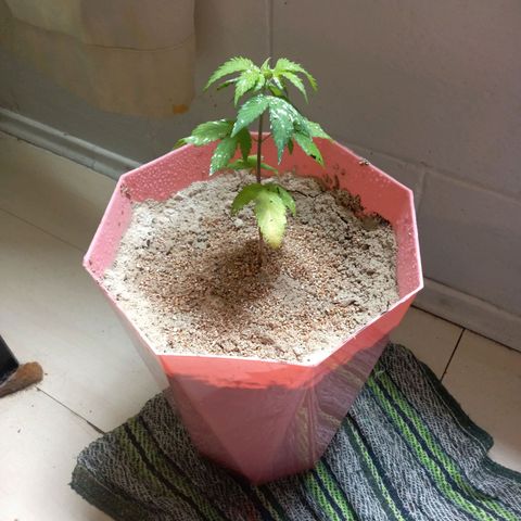Papayin growlog timeline photo