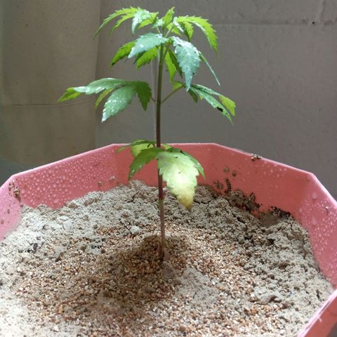 Papayin growlog timeline photo