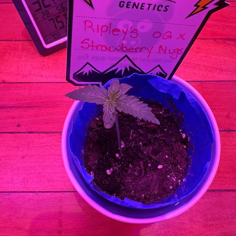 R.OG x SN growlog timeline photo