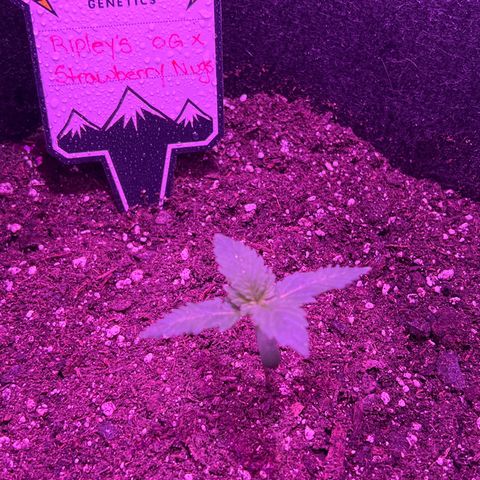 R.OG x SN growlog timeline photo