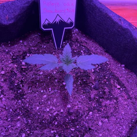 R.OG x SN growlog timeline photo