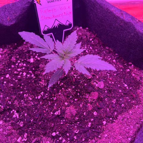 R.OG x SN growlog timeline photo