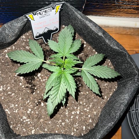 R.OG x SN growlog timeline photo