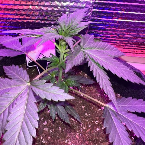 R.OG x SN growlog photo: Showing pistils