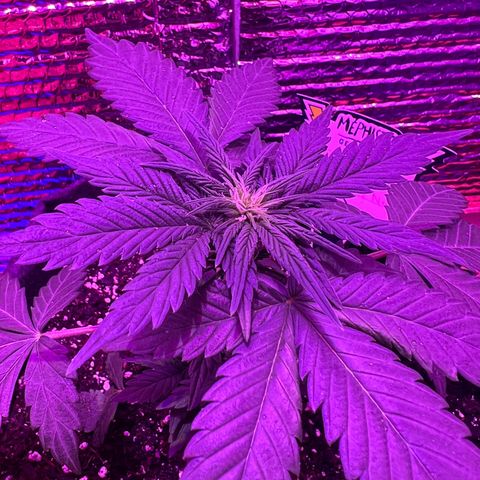 R.OG x SN growlog timeline photo