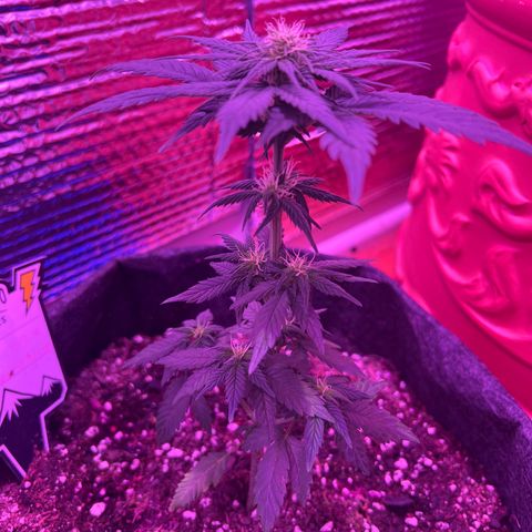 R.OG x SN growlog timeline photo