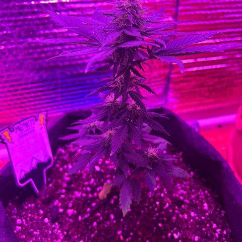 R.OG x SN growlog timeline photo