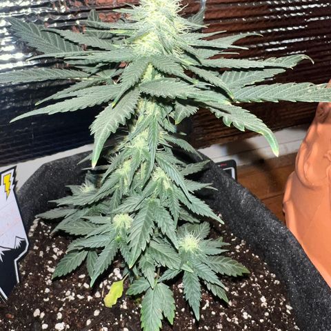 R.OG x SN growlog timeline photo
