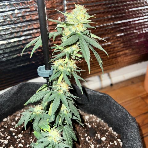 R.OG x SN growlog timeline photo
