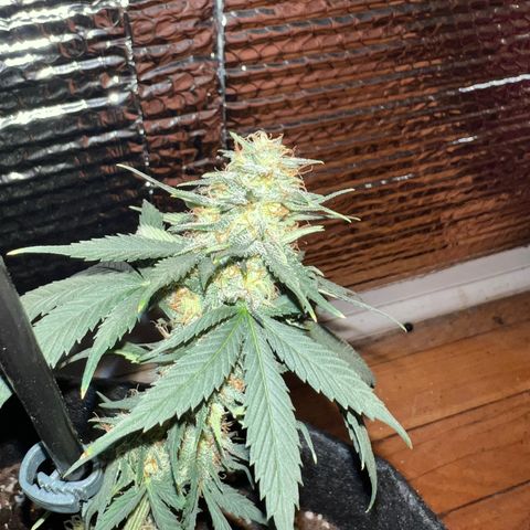 R.OG x SN growlog timeline photo